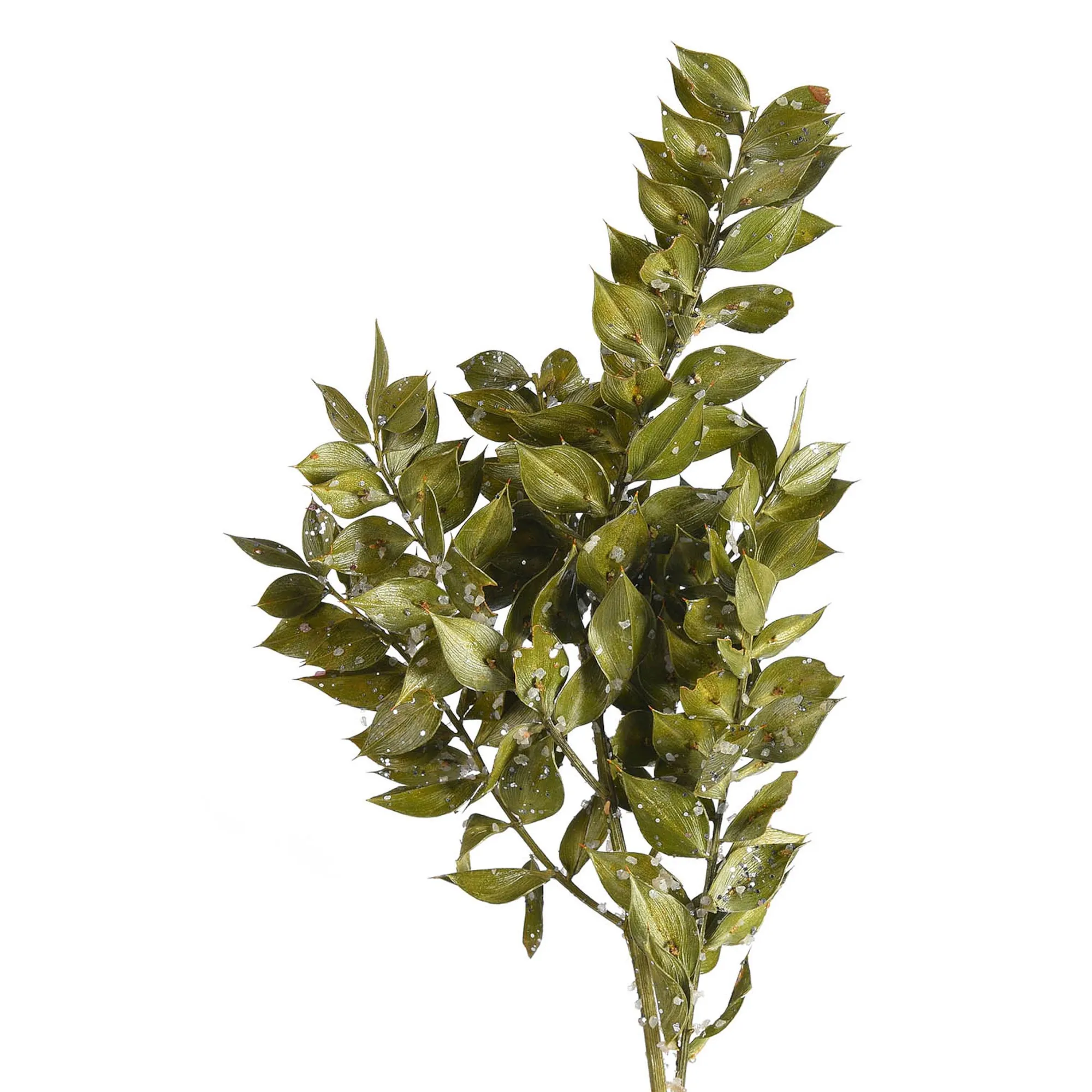 Glitzer-Trockenblumen-Zweig Ruscus^Depot Sale