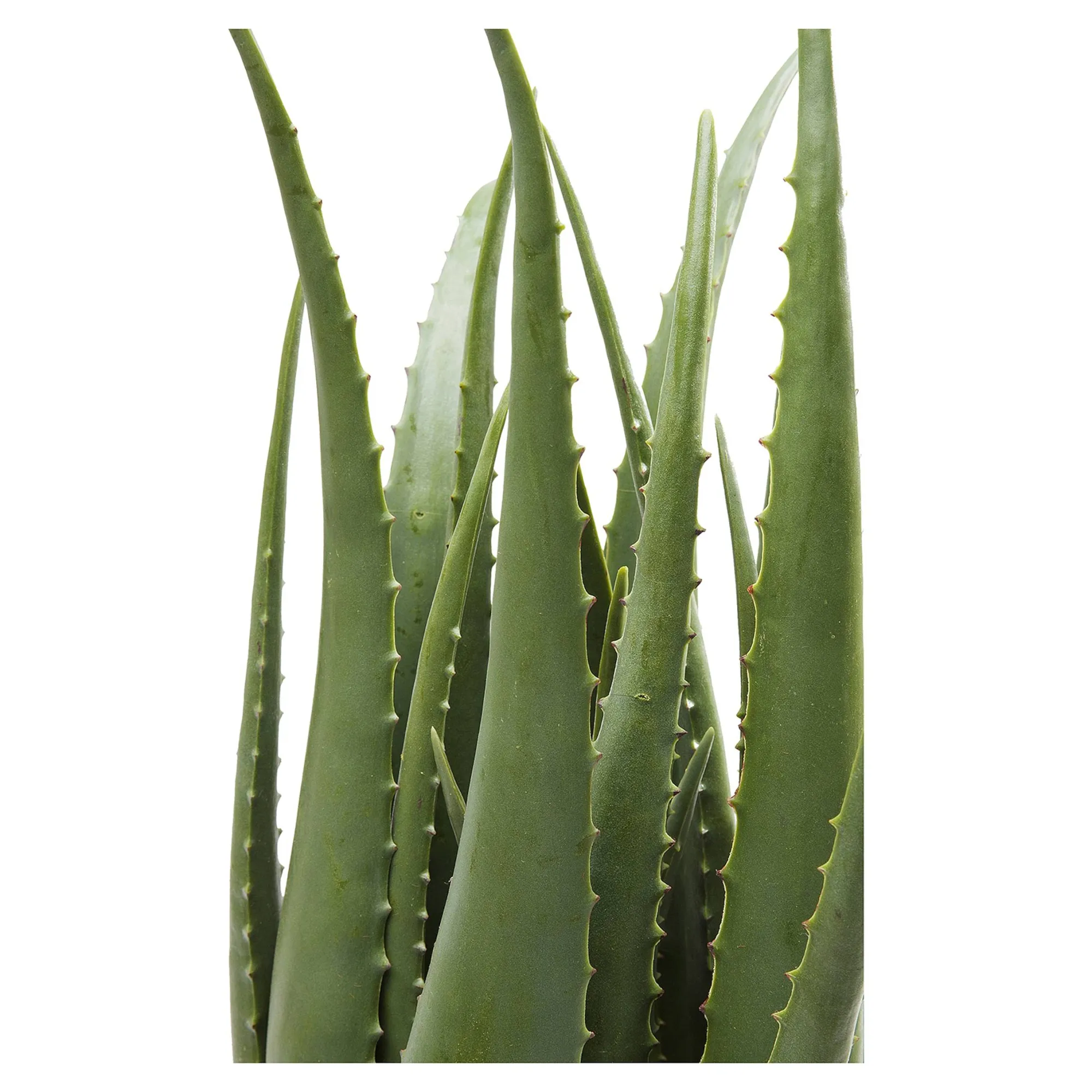 Kare Kunstpflanze Aloe Im Topf^Depot Sale