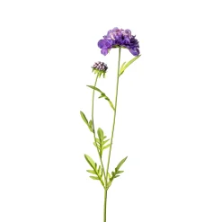 Online Depot Kunstblume Scabiosa