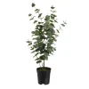 Flash Sale Depot Kunstpflanze Eukalyptus Im Topf