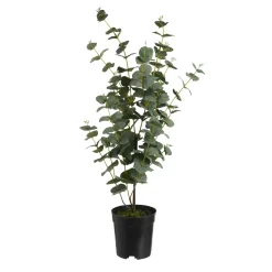 Flash Sale Depot Kunstpflanze Eukalyptus Im Topf