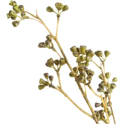 Sale Depot Kunstzweig Eukalyptus-Knospe
