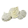 Trockenblatter Cobra^Depot Online