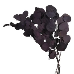 Shop Depot Trockenblume Eukalyptus Bold
