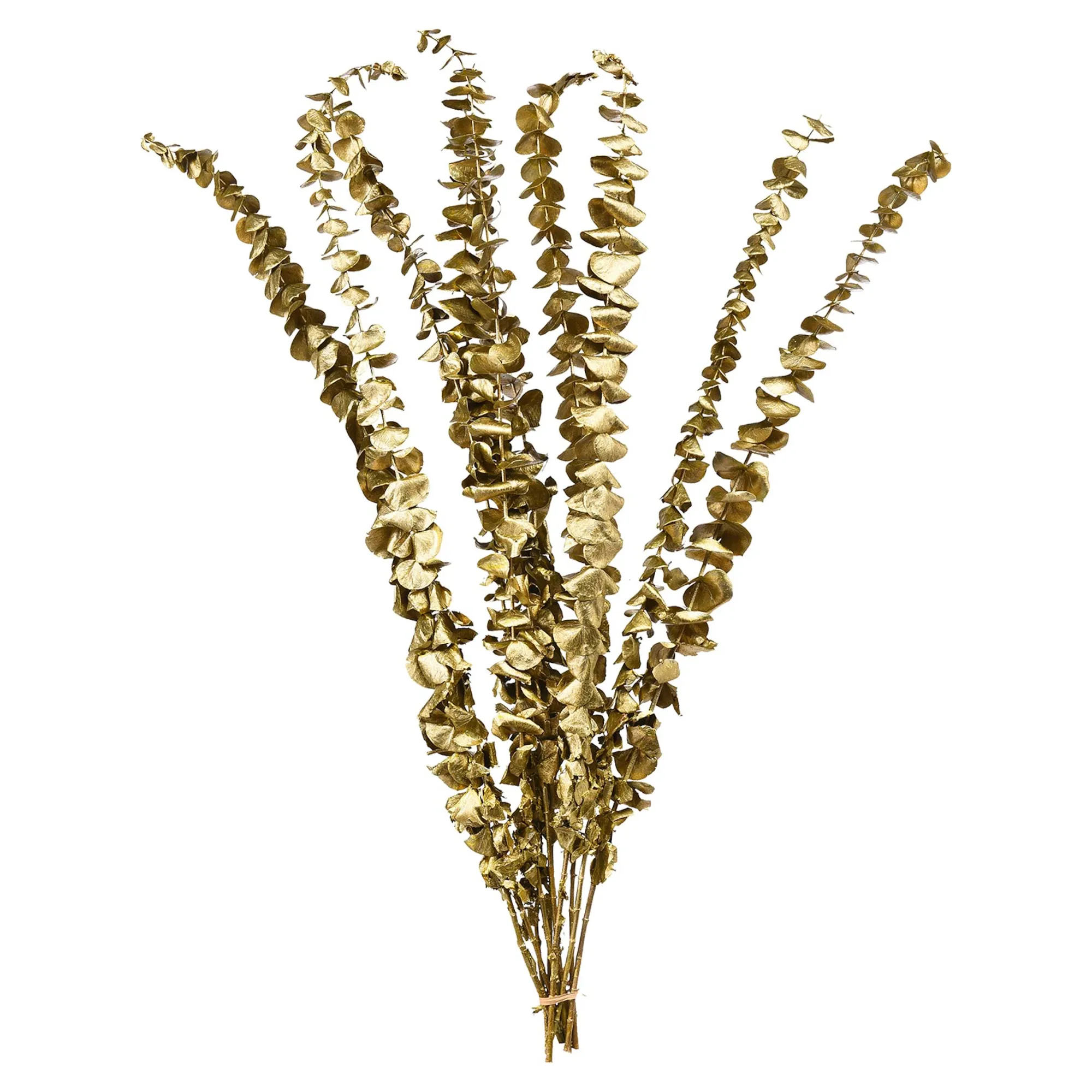 Trockenblume Eukalyptus Ca.55C^Depot Cheap
