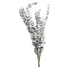 Trockenblume Eukalyptus Ca.55C^Depot Cheap