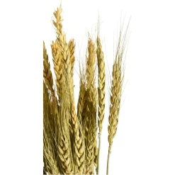 Sale Depot Trockenblume Gerste