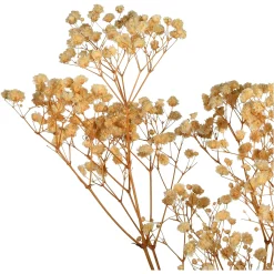 Cheap Depot Trockenblume Gypsophilia