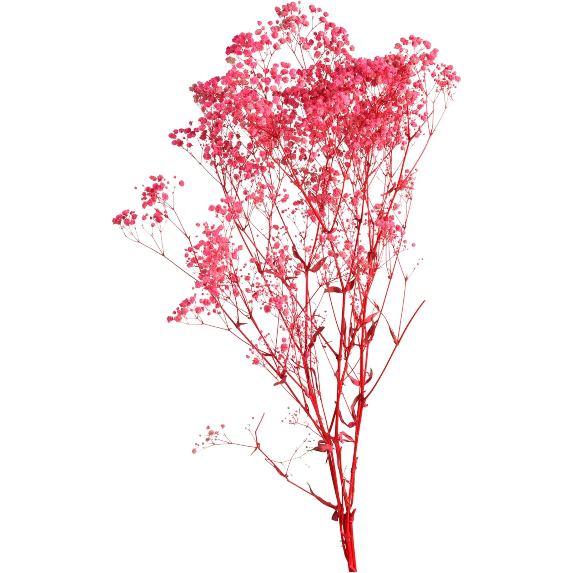 Fashion Depot Trockenblume Gypsophilia