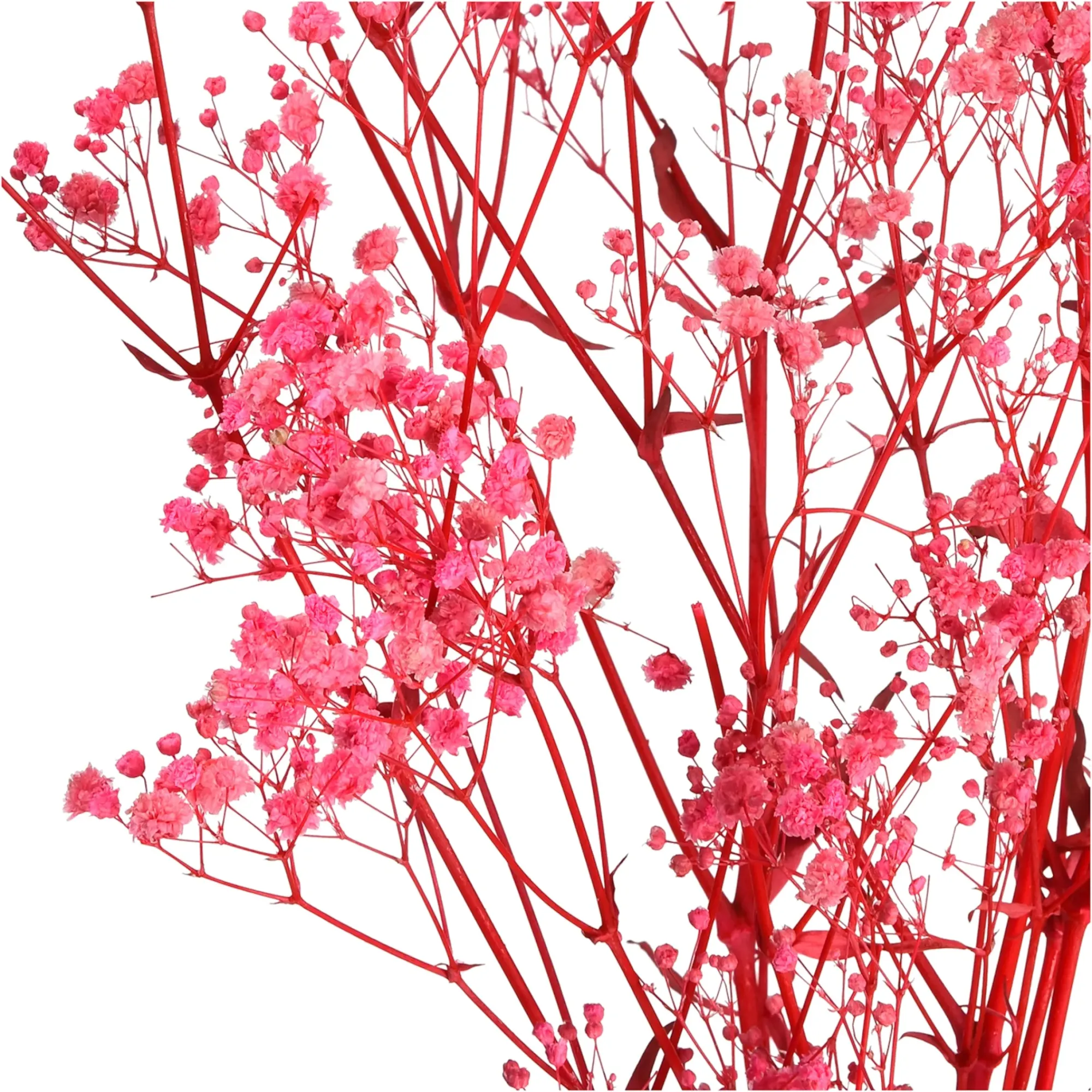 Fashion Depot Trockenblume Gypsophilia