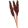 Best Depot Trockenblume Indian Corn