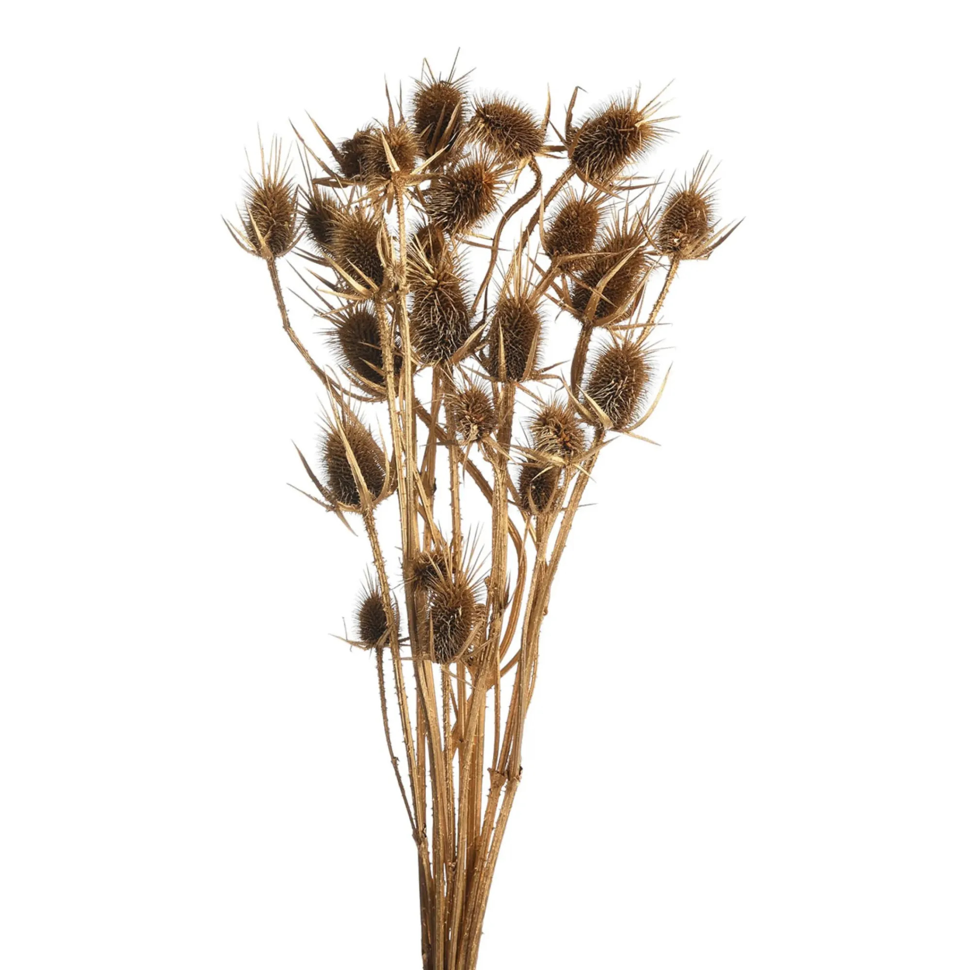Store Depot Trockenblumenbund Distel