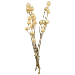 Best Depot Trockenblumen-Bundel Carlina