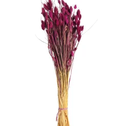 Hot Depot Trockenblumen-Bundel Phalaris