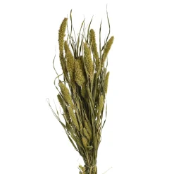 Cheap Depot Trockenblumen-Bundel Setaria