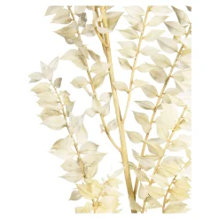 Trockenblumenbund Ruscus^Depot Sale