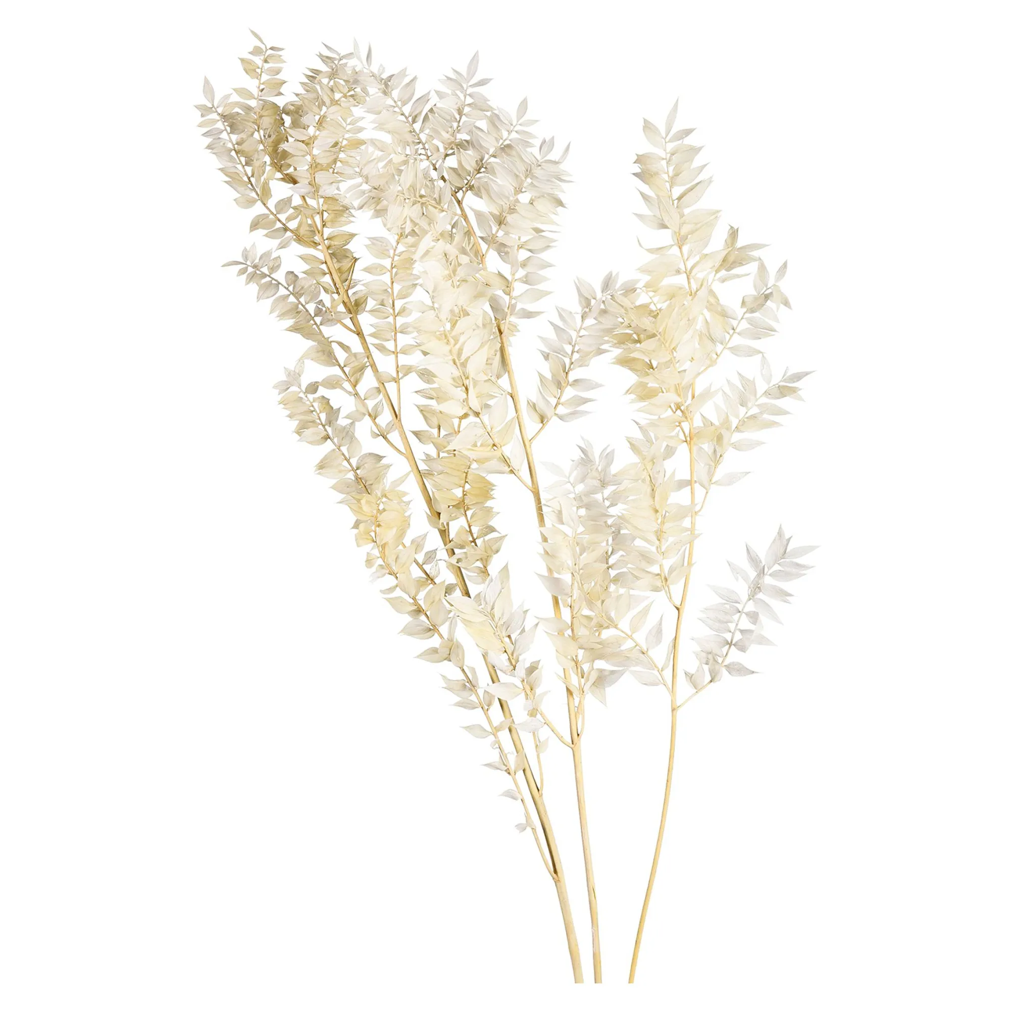 Trockenblumenbund Ruscus^Depot Sale