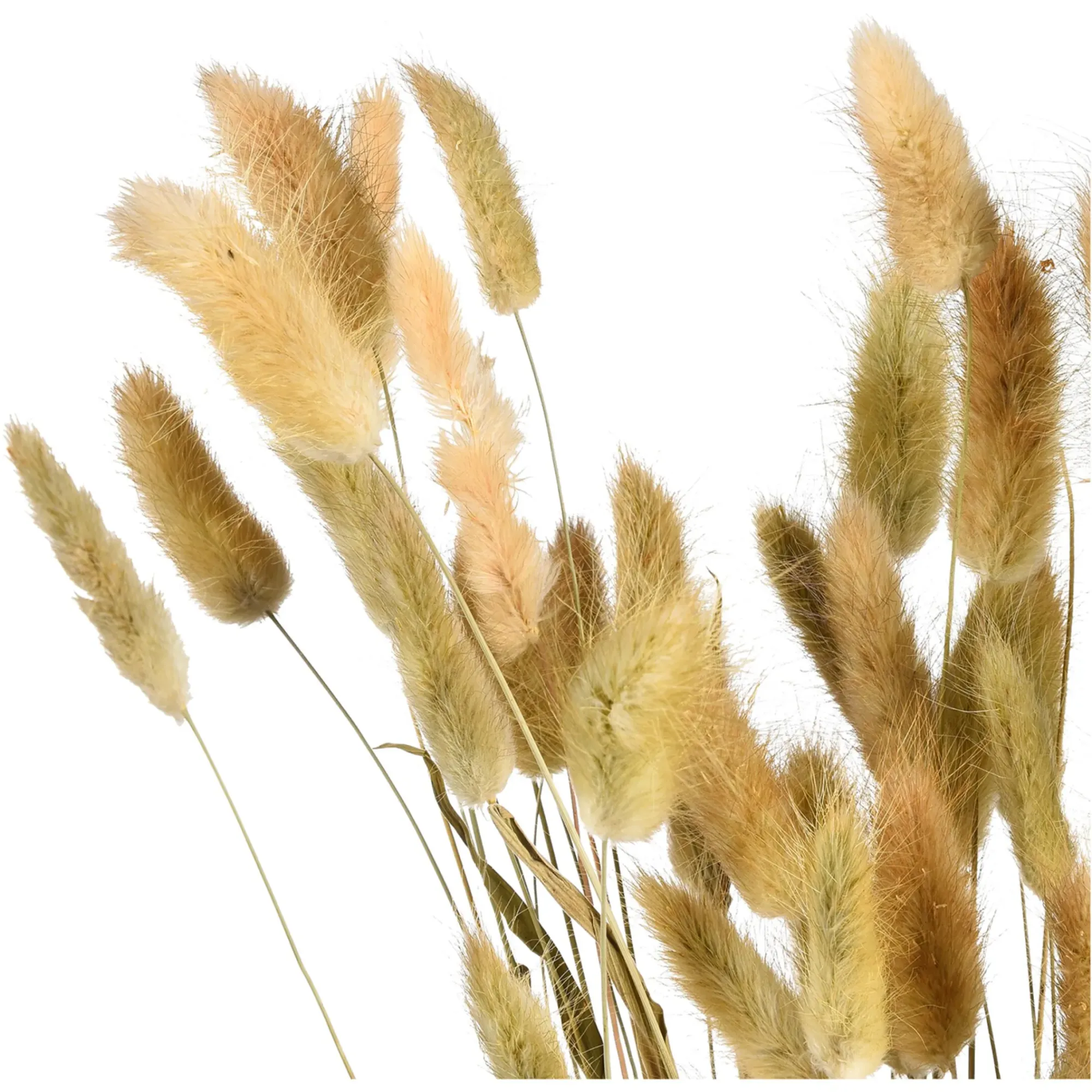 Store Depot Trockenblumenbund Samtgras