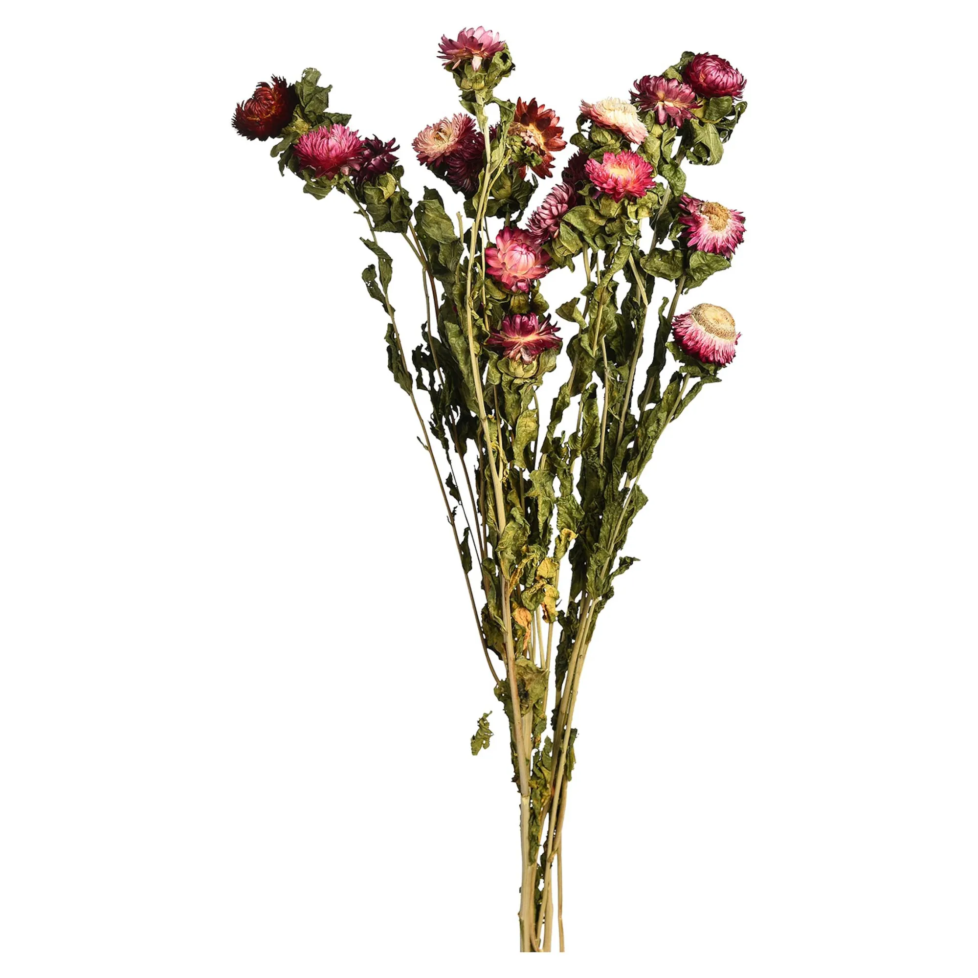 Trockenblumenbund Strohblumen^Depot Hot