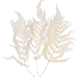 Trockenblumen Farn^Depot Online