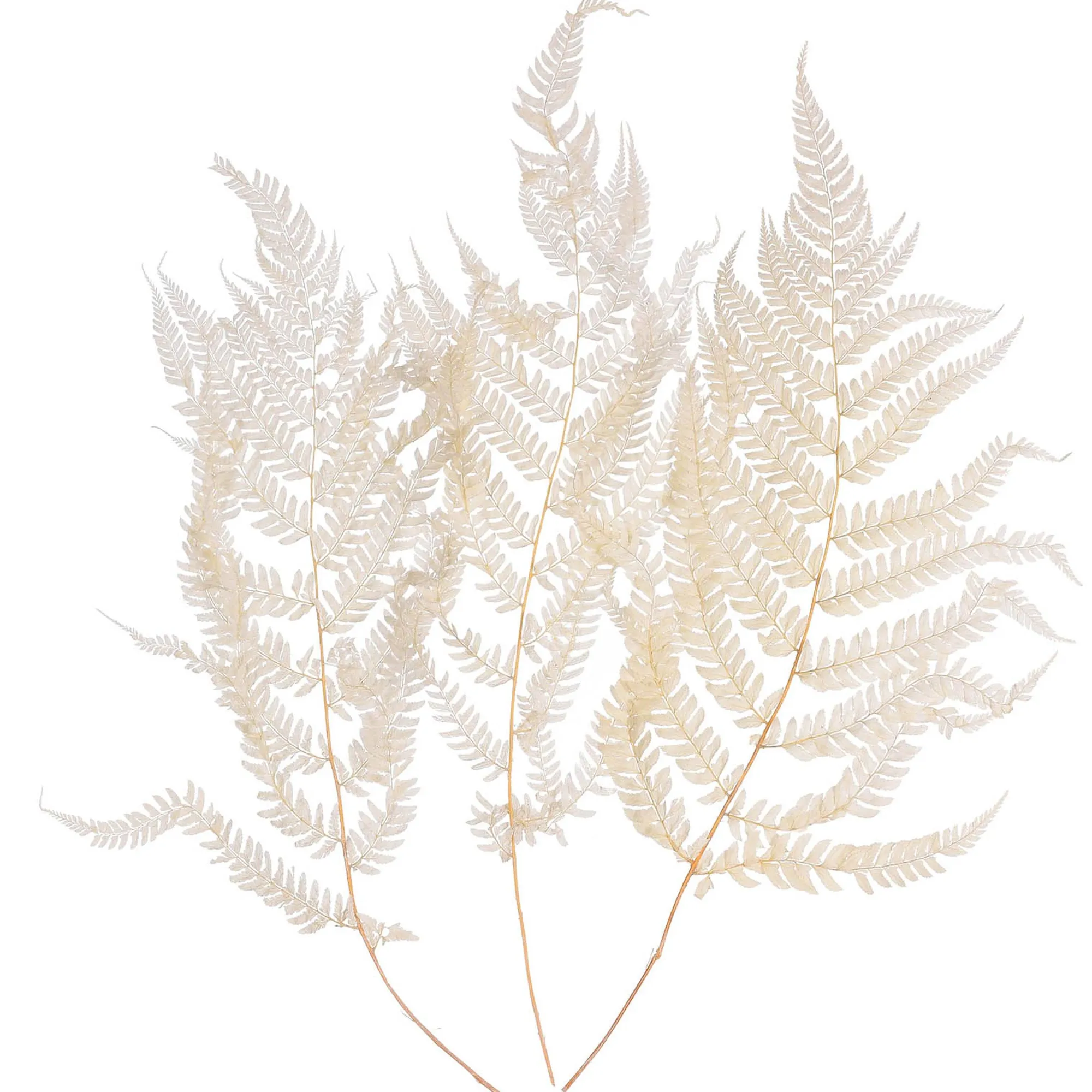 Trockenblumen Farn^Depot Online