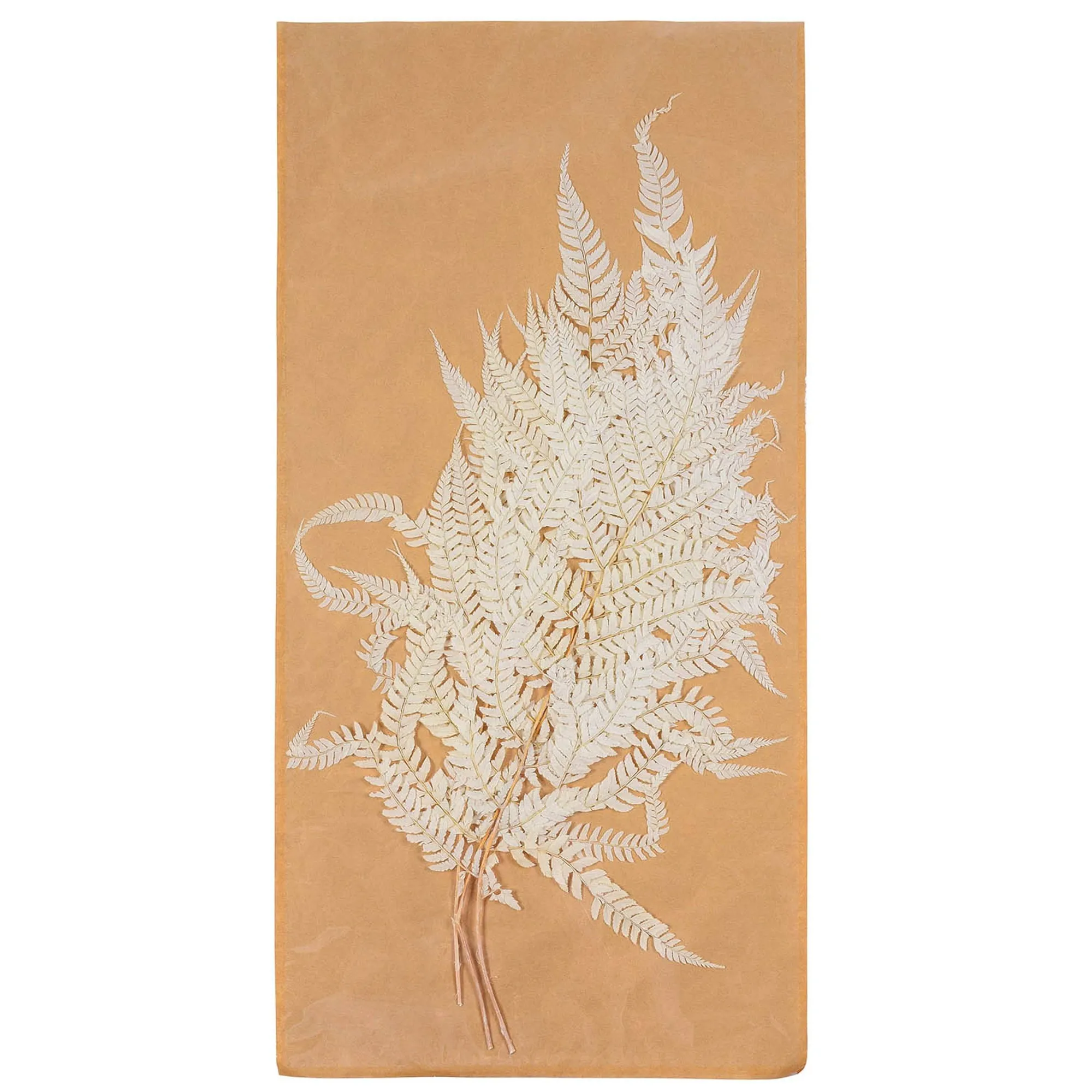 Trockenblumen Farn^Depot Online