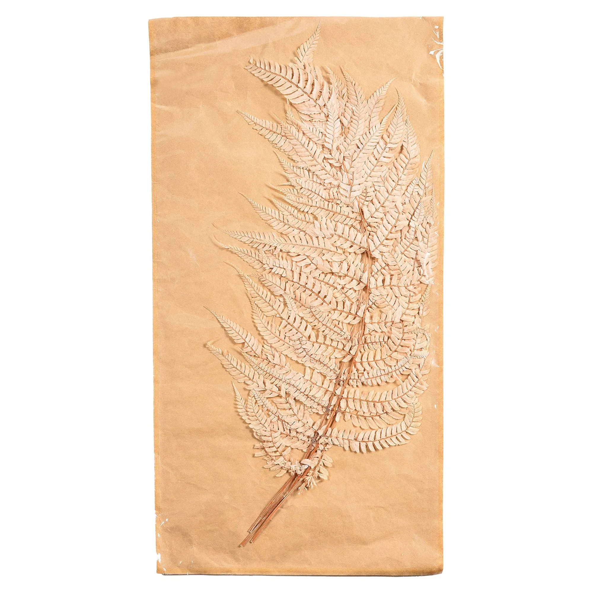Trockenblumen Farn^Depot Best
