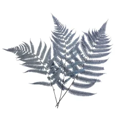 Trockenblumen Farn^Depot Flash Sale