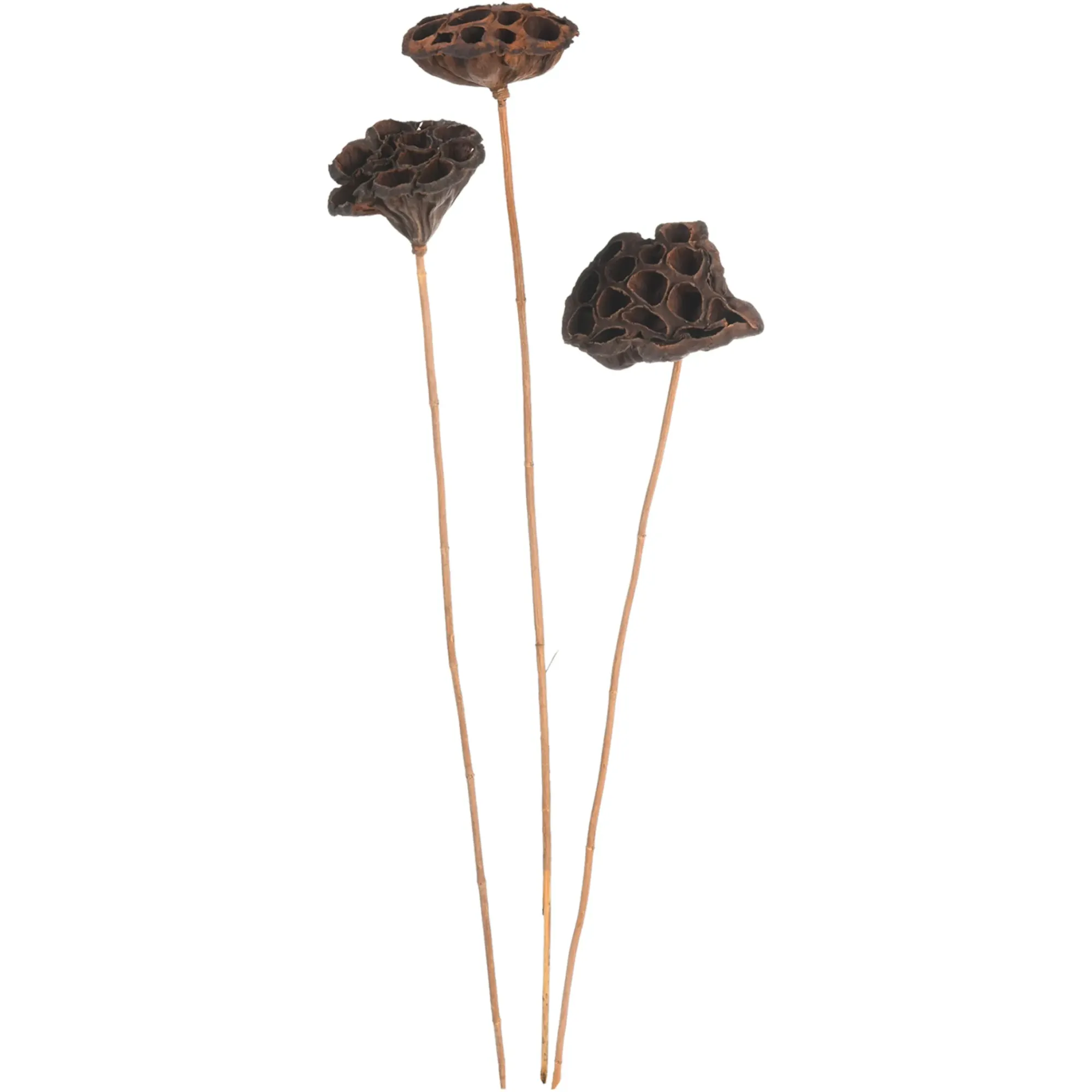 Cheap Depot Trockenblumen Lotus