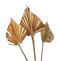Trockenblumen Palmleaf^Depot New