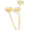 Online Depot Trockenblumen Proteablute