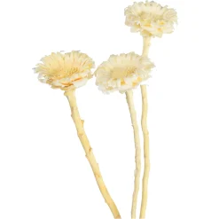 Online Depot Trockenblumen Proteablute
