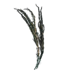 Best Sale Depot Trockenblumen-Zweig Rosmarin