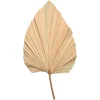 Online Depot Trockenblume Palmenblatt