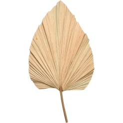 Online Depot Trockenblume Palmenblatt
