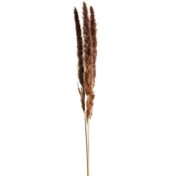 Trockenblume Pampasgras^Depot Sale