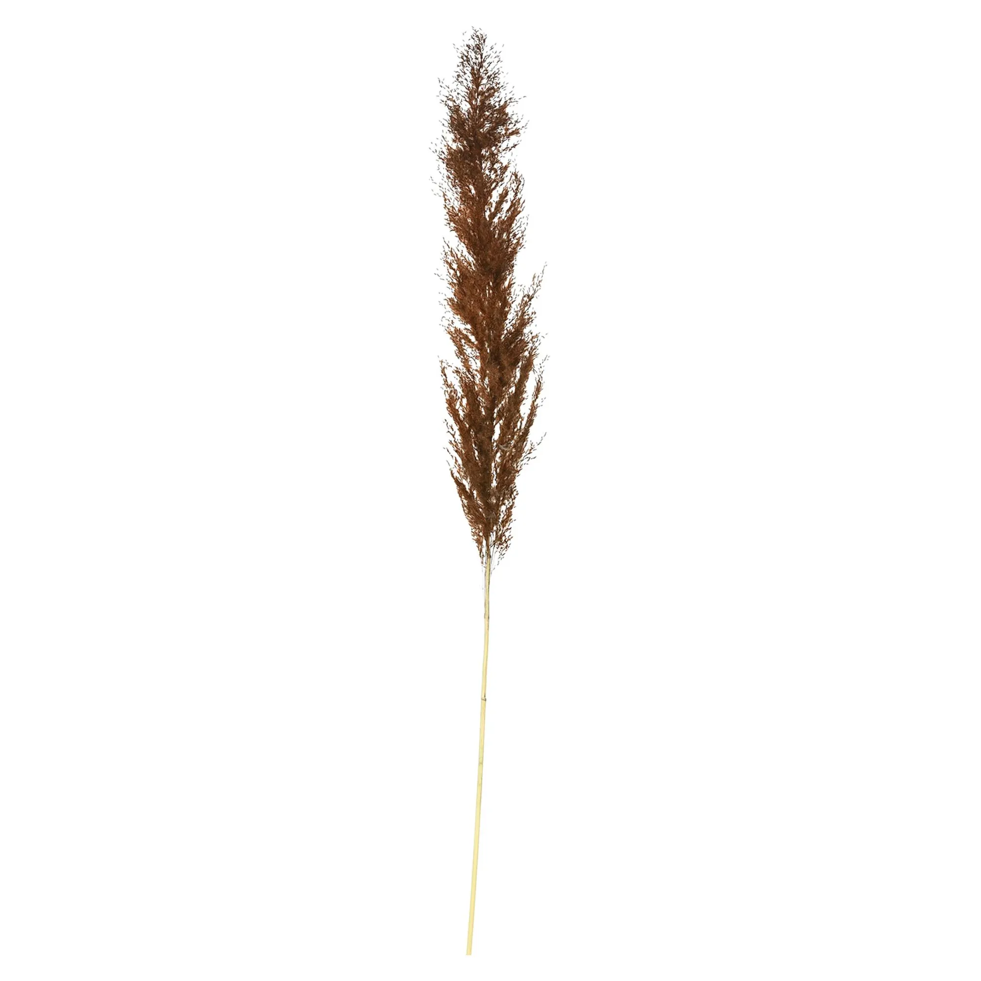 Trockenblume Pampasgras^Depot Discount