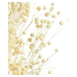 Trockenblume Paternostererbse^Depot Discount