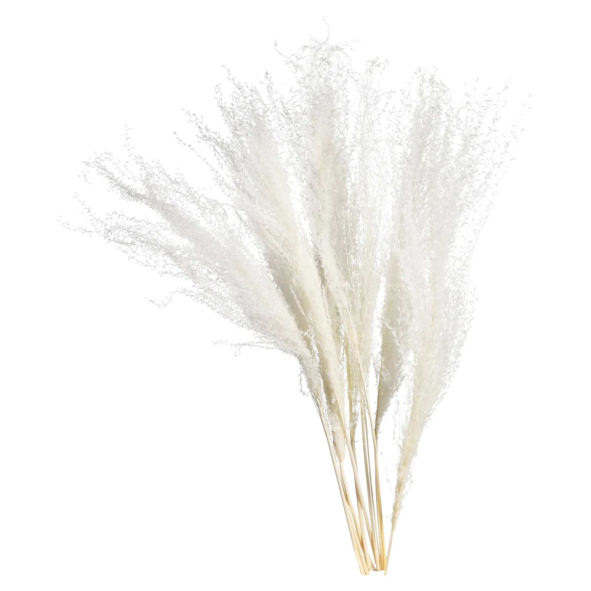Trockenblume Schilf^Depot Store