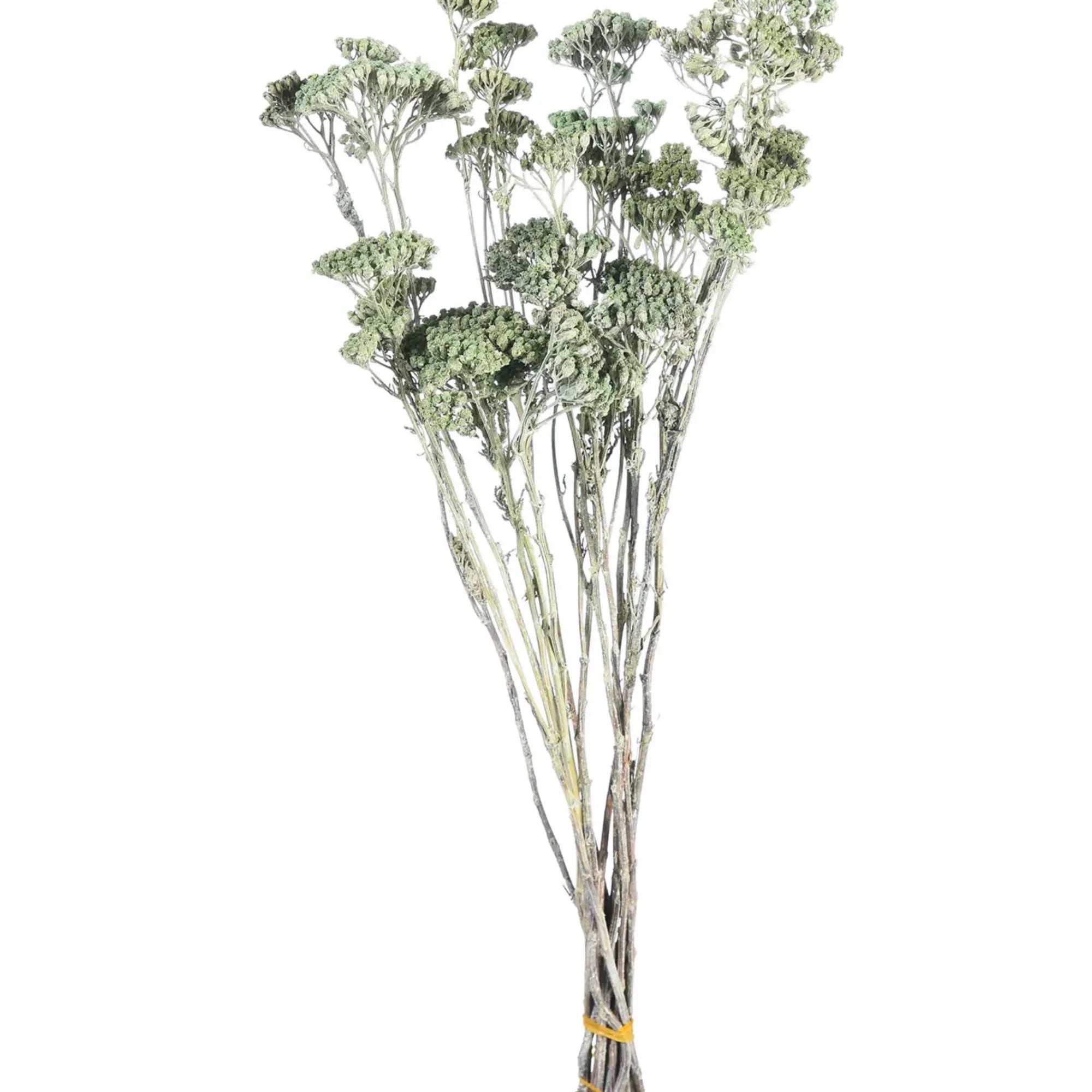 Sale Depot Trockenbundel Achillea