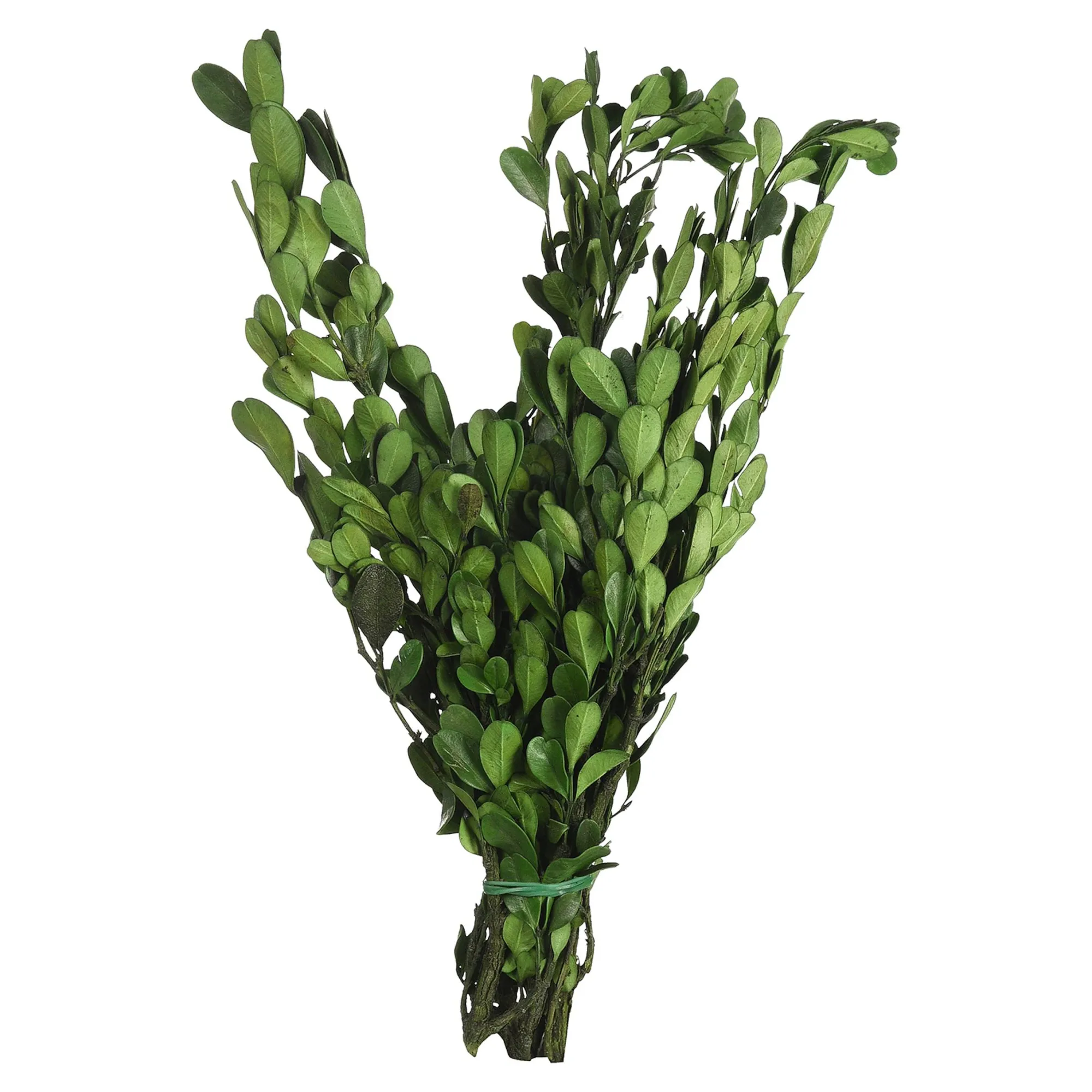Trockenbundel Buchs^Depot Sale
