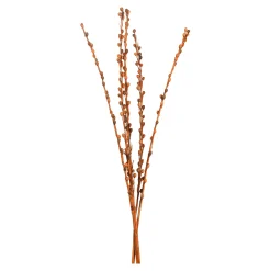 Trockenbundel Seaberries^Depot Store